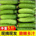 烟台水果黄瓜5斤3基地直供现摘新鲜蔬菜水果小黄瓜非海阳白玉 黄瓜