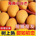 海南小台芒台农芒果新鲜当季水果现摘现发一件代发