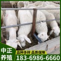 活羊批发价 出栏小尾寒羊价格 小尾寒羊苗 肉羊苗 肉羊羔