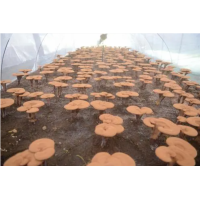 求购诚寻葛根粉,灵芝孢子粉供应户.