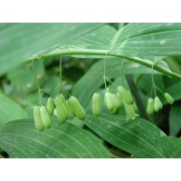 求购:地榆皮,百合,黄精,玉竹