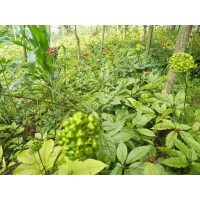 求购:肺心草,千层塔,地苦胆,重楼,附子.